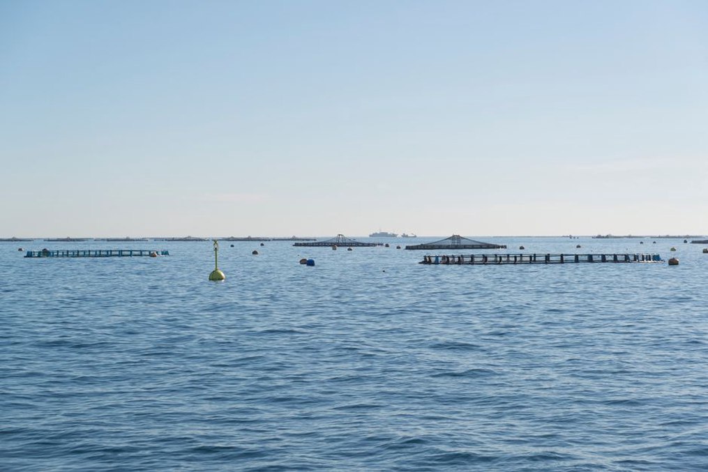 садковые системы для выращивания форели на открытой воде