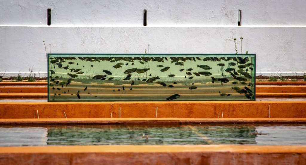 резервуары для разведения рыбы в рыбозаводе